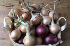 Red and yellow onions - Puna- ja keltasipulit