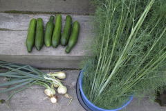 Cucumber pickling time - Kurkun säilöntäaika