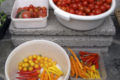 Tomatoes and chili peppers - Tomaatit ja chilit