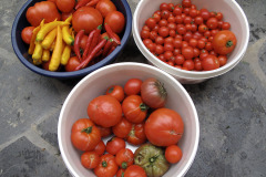 Tomatoes and chilis - Tomaatit ja chilit