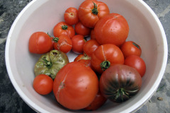 Split tomatoes - Haljenneet tomaatit