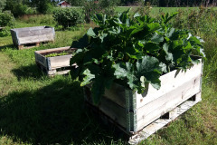 Zucchinis in cultivation box - Kesäkurpitsat viljelylaatikossa