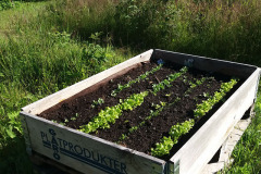 Lettuce in cultivation box - Salaattia viljelylaatikossa