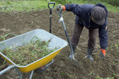 Removing weed roots - Rikkaruohon juuret pois maasta