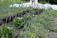 Green mulch for leeks - Viherkatetta purjoille