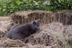 Cat guarding mulch - Kissa vahtii kateolkia