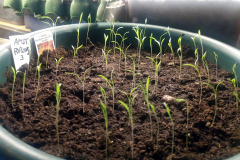Baby carrot seedlings - Kesäporkkanan taimet