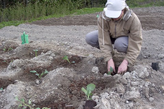 Planting broccoli and cabbage – Parsa- ja keräkaalin istutus