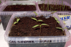 Sweet pepper seedlings - Paprikan taimet