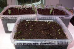 Seleriac seedlings - Juurisellerin taimet