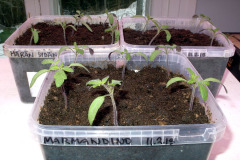 Tomato seedlings - Tomaatin taimet
