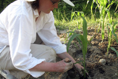 Planting maize seedlings - Maissin taimien istutus