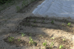 First seedlings planted out - Ekat taimet istutettu ulos