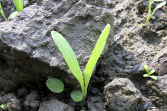 Green manure sprouting - Viherlannoituskasvusto itää