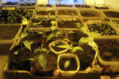 Plants under grow light - Lisävalaistusta taimille