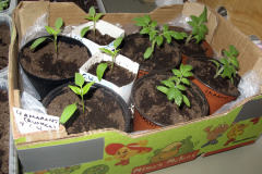 Tomato and pepper seedlings - Tomaatin ja paprikan taimia