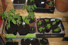 Tomato and basil seedlings - Tomaatin ja basilikan taimet