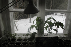 Pepper seedlings - Paprikan taimet
