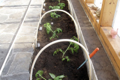 Frost shelter frame for tomatoes - Hallasuojateline tomaateille