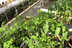 Hardening off pepper and tomato plants - Paprikan ja chilin taimien karaisu