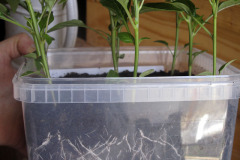 Repotting pepper plants - Paprikan taimien koulinta
