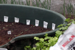 Brassicas sprouting in greenhouse in spring - Kaalit itävät kasvihuoneessa keväällä