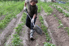 Earthing up potatoes - Perunan multaus