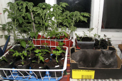 Cat and tomato seedlings - Kissa ja tomaatin taimet
