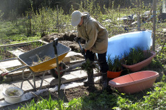 Clearing land for seedlings - Kasvimaan puhdistus taimia varten