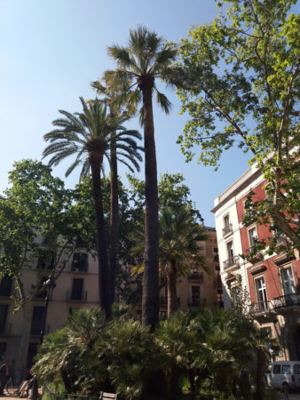 Barcelonan tiiviin keskustan pienet viheralueet ovat viihtyisiä keitaita ja varjostavat paahtavalta auringolta. Kuva: Auli Kilpeläinen