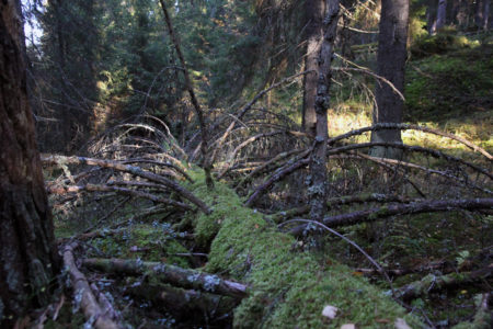 Pukalan viereisen Punkaniemen metsät ovat pääosin vanhoja. Kuva: Seppo Leinonen