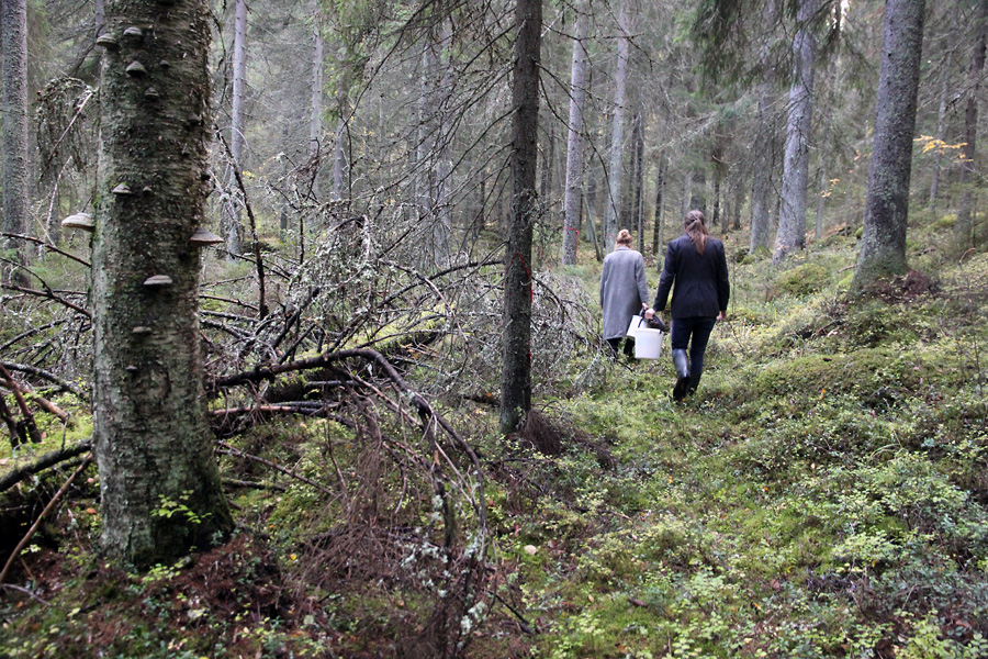 Pukala-Punkaniemen alue on suosittua retkeily-, sienestys- ja marjastusmaastoa. Kuva: Seppo Leinonen