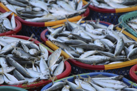Fish market in Indonesia. Kalatori Indonesiassa. Photo: Chelsea Rochman