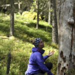 Sonja Saine tutkimassa Keski-Suomen suojelualueiden vanhoja puita ja niiden lajistoa. Kuva: Panu Halme