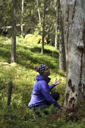 Sonja Saine tutkimassa Keski-Suomen suojelualueiden vanhoja puita ja niiden lajistoa. Kuva: Panu Halme
