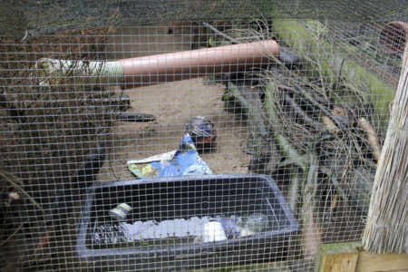 European minks are activated in their pen by toys and hidden food. Vesikon häkki, jossa aktivointia varten leluja ja ruokaa piilossa. Photo: Seppo Leinonen