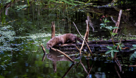 European minks prosper by natural, small watercourses. Vesikot viihtyvät pienten luonnonpurojen varsilla.Photo: Tiit Maran