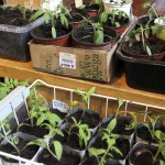 Tomaatin taimet on koulittu eli siirretty lastentarhasta (kylvöastia) ala-asteelle (yksilöpurkit). Myöhemmin ne käyvät vielä ainakin yläasteen (isompi purkki) ennen siirtymistä tuotantoelämään (kasvihuoneen multapenkki). 