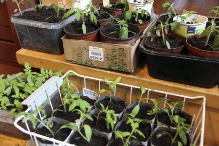 Tomaatin taimet on koulittu eli siirretty lastentarhasta (kylvöastia) ala-asteelle (yksilöpurkit). Myöhemmin ne käyvät vielä ainakin yläasteen (isompi purkki) ennen siirtymistä tuotantoelämään (kasvihuoneen multapenkki). 
